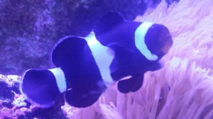 rsz_20160215_112230
